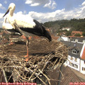 13_35-nest.jpg