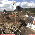 13_45-nest.jpg