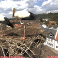 13_50-nest.jpg