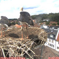 13_55-nest.jpg