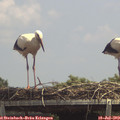 14_00-mast.jpg