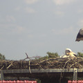 14_10-mast.jpg