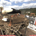 14_10-nest.jpg
