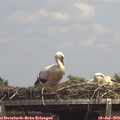 14_15-mast.jpg