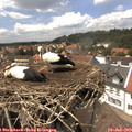 14_15-nest.jpg