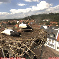 14_20-nest.jpg