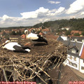 14_25-nest.jpg