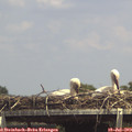 14_30-mast.jpg