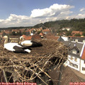 14_30-nest.jpg