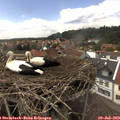 14_35-nest.jpg