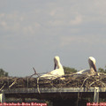 14_45-mast.jpg