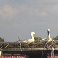 14_50-mast.jpg