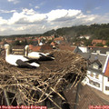 14_50-nest.jpg