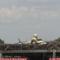 15_00-mast.jpg