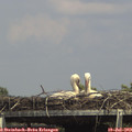 15_05-mast.jpg