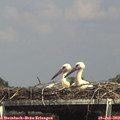 15_10-mast.jpg