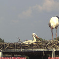 15_15-mast.jpg