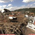 15_15-nest.jpg