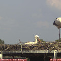 15_20-mast.jpg