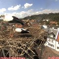 15_20-nest.jpg