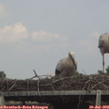 15_30-mast.jpg
