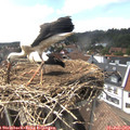 15_30-nest.jpg