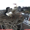 15_35-nest.jpg