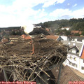 15_40-nest.jpg