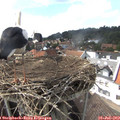 15_50-nest.jpg