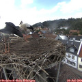 15_55-nest.jpg