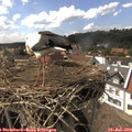 16_00-nest.jpg