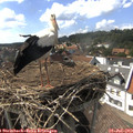 16_05-nest.jpg