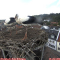 16_10-nest.jpg