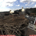 16_15-nest.jpg