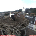 16_20-nest.jpg