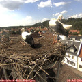 16_25-nest.jpg