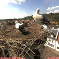 16_30-nest.jpg