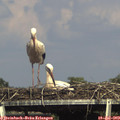 16_35-mast.jpg