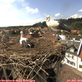 16_35-nest.jpg