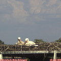 16_40-mast.jpg