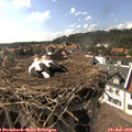 16_40-nest.jpg