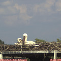 16_45-mast.jpg