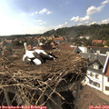 16_45-nest.jpg