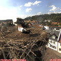 16_50-nest.jpg