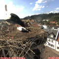 16_55-nest.jpg