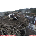 17_00-nest.jpg