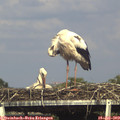 17_05-mast.jpg