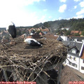 17_05-nest.jpg