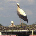 17_10-mast.jpg