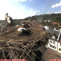 17_10-nest.jpg
